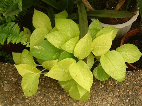 黃金葛花|觀葉植物栽培術：綠色寵物－黃金葛